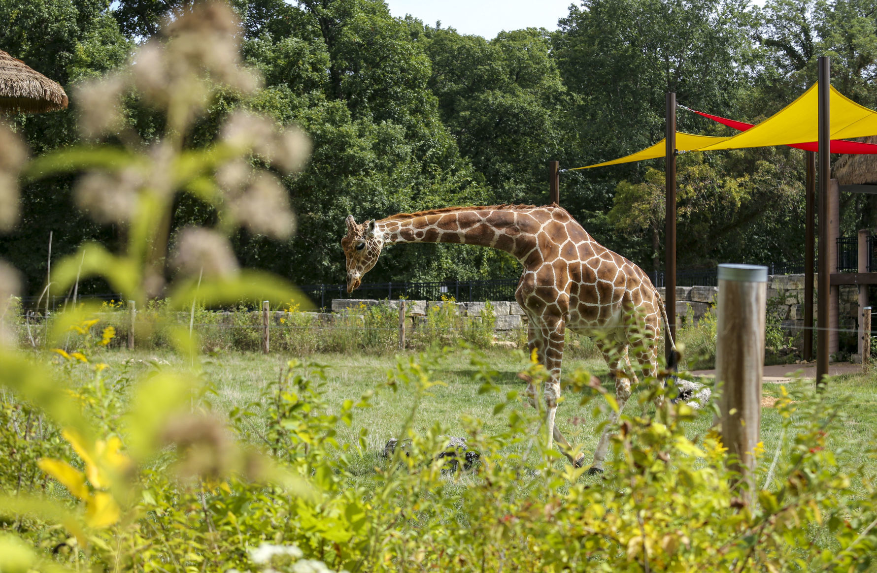091119-mda-nws-zoobaby-016